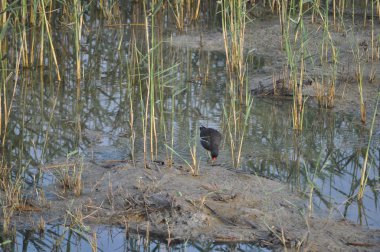 Güzel kuş Ortak moorhen (Gallinula chloropus) doğal ortamda