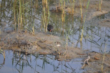 Güzel kuş Ortak moorhen (Gallinula chloropus) doğal ortamda