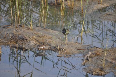 Güzel kuş Ortak moorhen (Gallinula chloropus) doğal ortamda