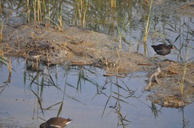 Güzel kuş Ortak moorhen (Gallinula chloropus) doğal ortamda