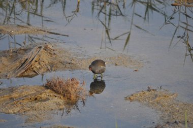 Güzel kuş Ortak moorhen (Gallinula chloropus) doğal ortamda