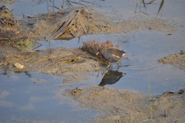 Güzel kuş Ortak moorhen (Gallinula chloropus) doğal ortamda