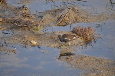 Güzel kuş Ortak moorhen (Gallinula chloropus) doğal ortamda