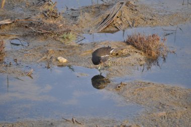 Güzel kuş Ortak moorhen (Gallinula chloropus) doğal ortamda