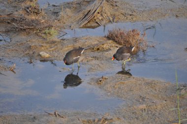 Güzel kuş Ortak moorhen (Gallinula chloropus) doğal ortamda