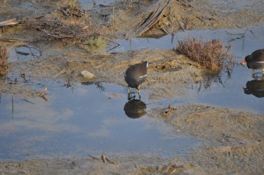 Güzel kuş Ortak moorhen (Gallinula chloropus) doğal ortamda