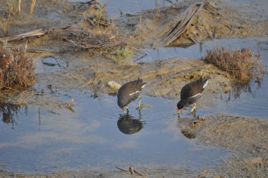 Güzel kuş Ortak moorhen (Gallinula chloropus) doğal ortamda