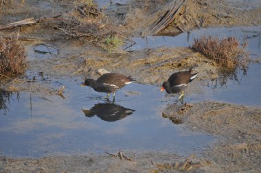 Güzel kuş Ortak moorhen (Gallinula chloropus) doğal ortamda