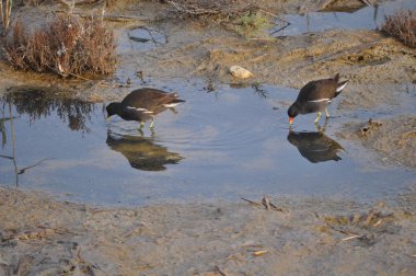 Güzel kuş Ortak moorhen (Gallinula chloropus) doğal ortamda