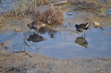 Güzel kuş Ortak moorhen (Gallinula chloropus) doğal ortamda