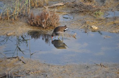 Güzel kuş Ortak moorhen (Gallinula chloropus) doğal ortamda