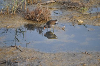 Güzel kuş Ortak moorhen (Gallinula chloropus) doğal ortamda