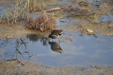 Güzel kuş Ortak moorhen (Gallinula chloropus) doğal ortamda