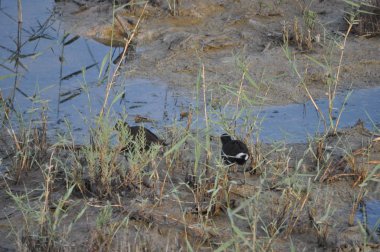 Güzel kuş Ortak moorhen (Gallinula chloropus) doğal ortamda