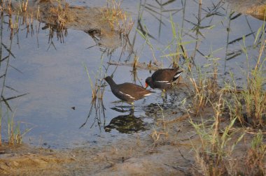 Güzel kuş Ortak moorhen (Gallinula chloropus) doğal ortamda