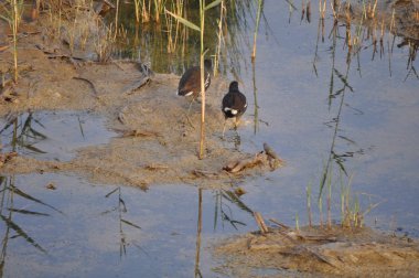 Güzel kuş Ortak moorhen (Gallinula chloropus) doğal ortamda