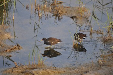 Güzel kuş Ortak moorhen (Gallinula chloropus) doğal ortamda