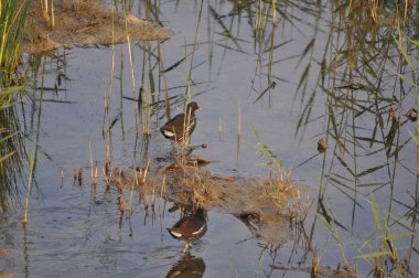 Güzel kuş Ortak moorhen (Gallinula chloropus) doğal ortamda