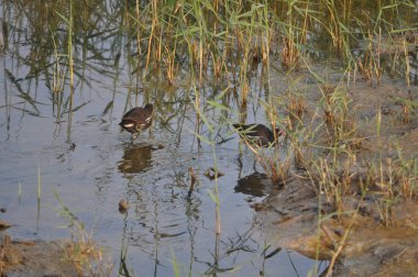 Güzel kuş Ortak moorhen (Gallinula chloropus) doğal ortamda
