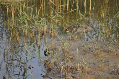 Güzel kuş Ortak moorhen (Gallinula chloropus) doğal ortamda