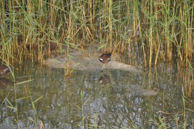 Güzel kuş Ortak moorhen (Gallinula chloropus) doğal ortamda