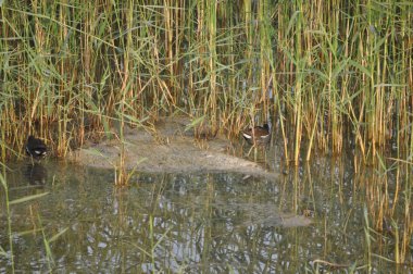 Güzel kuş Ortak moorhen (Gallinula chloropus) doğal ortamda