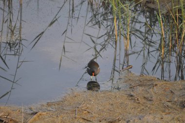 Güzel kuş Ortak moorhen (Gallinula chloropus) doğal ortamda