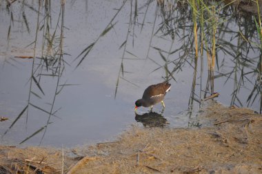 Güzel kuş Ortak moorhen (Gallinula chloropus) doğal ortamda