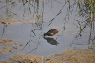 Güzel kuş Ortak moorhen (Gallinula chloropus) doğal ortamda