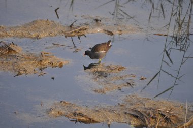 Güzel kuş Ortak moorhen (Gallinula chloropus) doğal ortamda