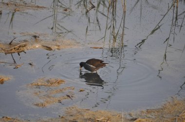 Güzel kuş Ortak moorhen (Gallinula chloropus) doğal ortamda