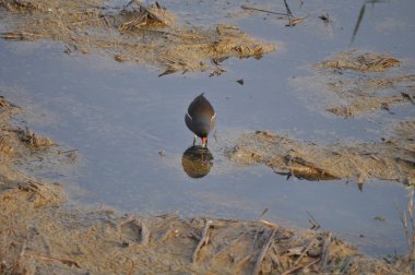 Güzel kuş Ortak moorhen (Gallinula chloropus) doğal ortamda