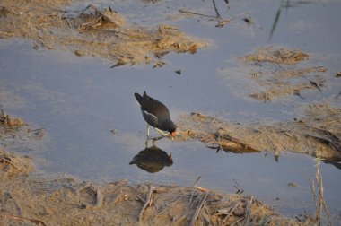 Güzel kuş Ortak moorhen (Gallinula chloropus) doğal ortamda