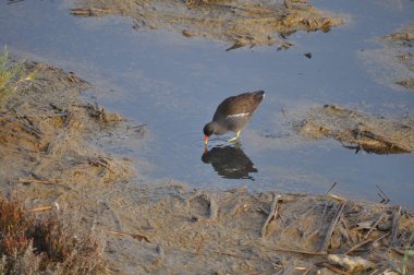 Güzel kuş Ortak moorhen (Gallinula chloropus) doğal ortamda