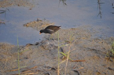 Güzel kuş Ortak moorhen (Gallinula chloropus) doğal ortamda