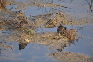 Güzel kuş Ortak moorhen (Gallinula chloropus) doğal ortamda