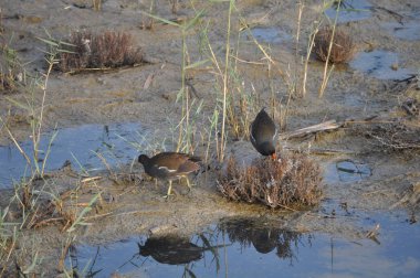 Güzel kuş Ortak moorhen (Gallinula chloropus) doğal ortamda