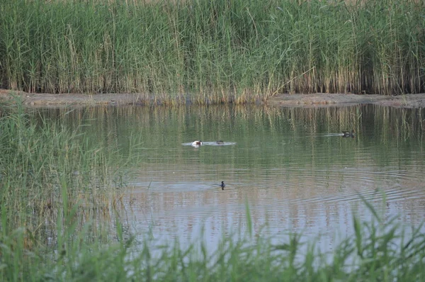 Güzel kuş Ortak moorhen (Gallinula chloropus) doğal ortamda
