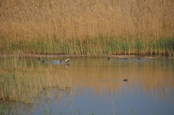 Güzel kuş Ortak moorhen (Gallinula chloropus) doğal ortamda