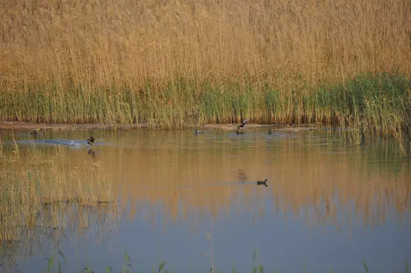 Güzel kuş Ortak moorhen (Gallinula chloropus) doğal ortamda