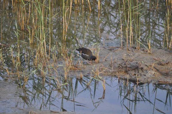 Güzel kuş Ortak moorhen (Gallinula chloropus) doğal ortamda