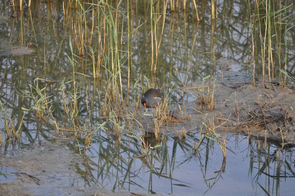 Güzel kuş Ortak moorhen (Gallinula chloropus) doğal ortamda