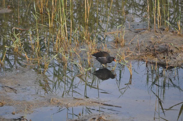 Güzel kuş Ortak moorhen (Gallinula chloropus) doğal ortamda