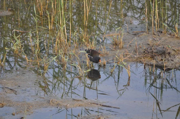Güzel kuş Ortak moorhen (Gallinula chloropus) doğal ortamda