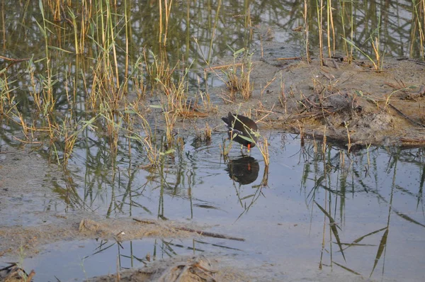 Güzel kuş Ortak moorhen (Gallinula chloropus) doğal ortamda