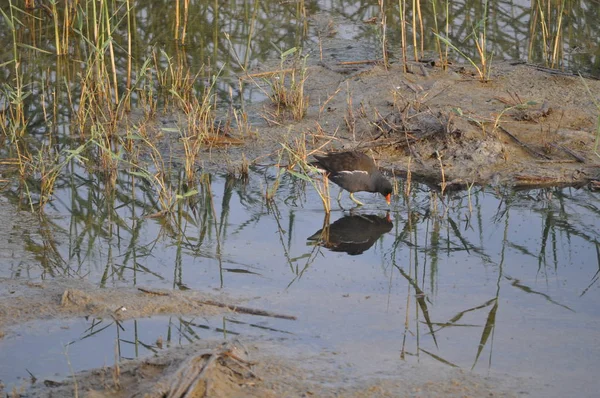 Güzel kuş Ortak moorhen (Gallinula chloropus) doğal ortamda