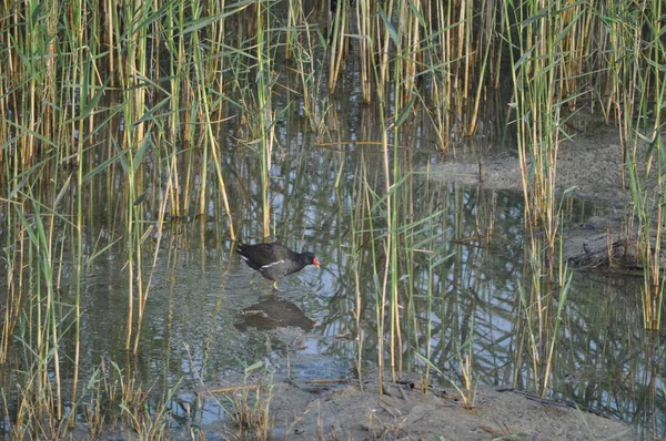 Piękny Ptak Common Kokoszka Gallinula Chloropus Naturalnym Środowisku — Zdjęcie stockowe