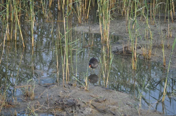 Belo Pássaro Moorhen Comum Gallinula Chloropus Ambiente Natural — Fotografia de Stock