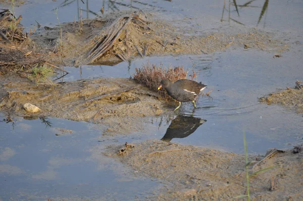 Belo Pássaro Moorhen Comum Gallinula Chloropus Ambiente Natural — Fotografia de Stock