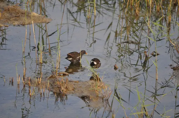 Güzel kuş Ortak moorhen (Gallinula chloropus) doğal ortamda